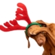 geschenk-no-go-weihnachten-hund
