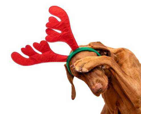geschenk-no-go-weihnachten-hund