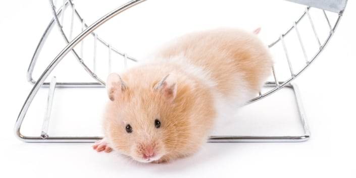physio-hamsterrad-raus physio-hamsterrad-raus